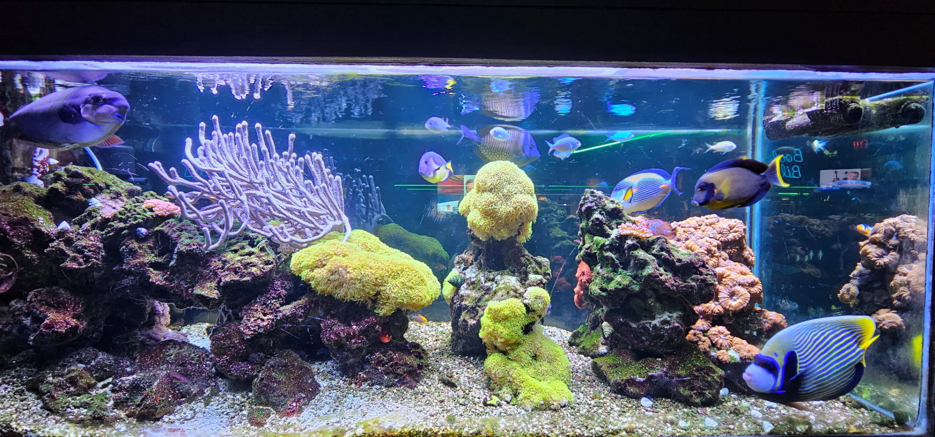 The saltwater reef aquarium in the lounge at Boulevard Billiards